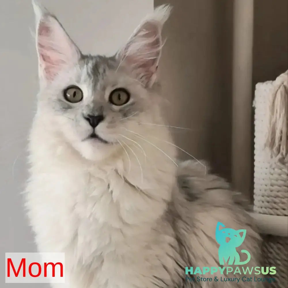 Elisa Maine Coon female black silver tabby - live animals
