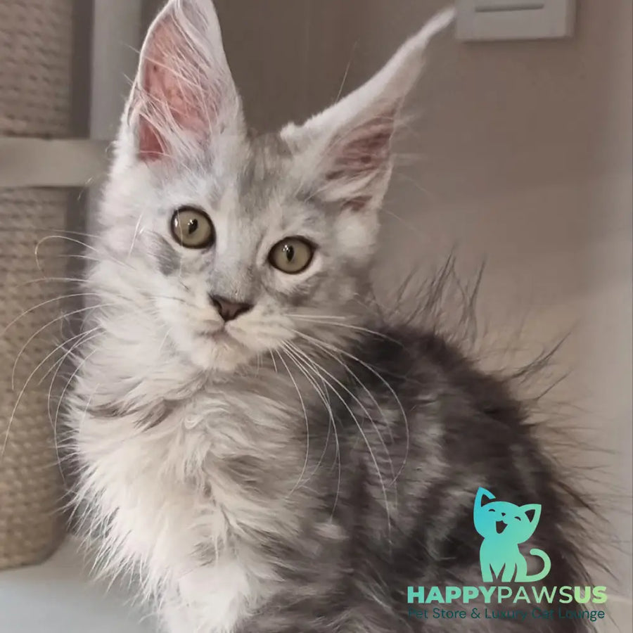 Elisa Maine Coon female black silver tabby - live animals