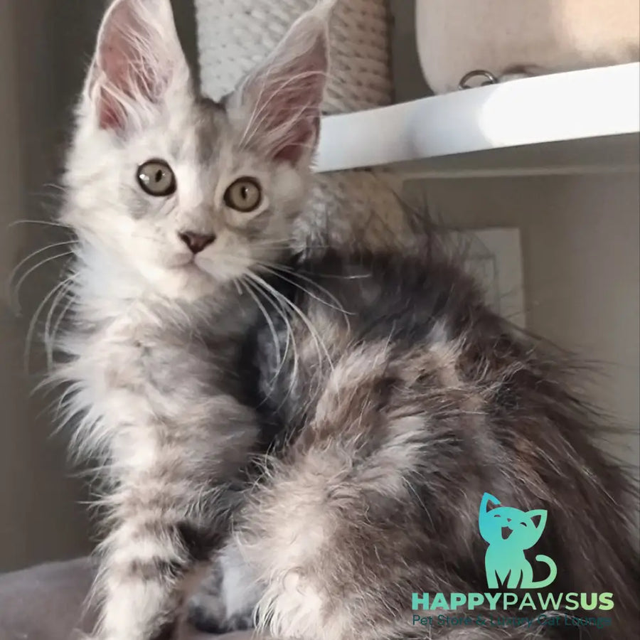 Elisa Maine Coon female black silver tabby - live animals