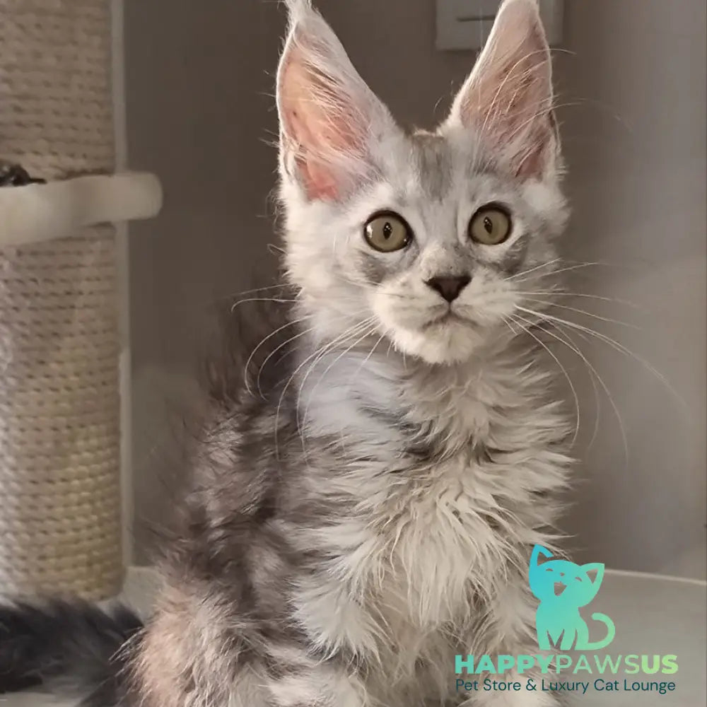 Elisa Maine Coon female black silver tabby - live animals