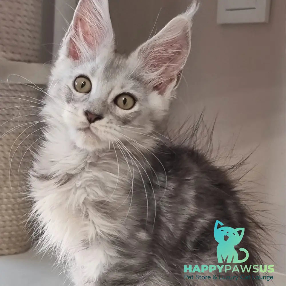 Elisa Maine Coon female black silver tabby - live animals