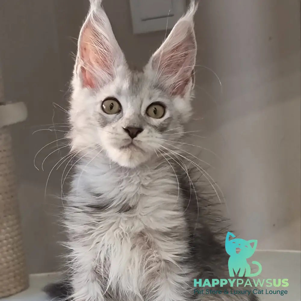 Elisa Maine Coon female black silver tabby - live animals