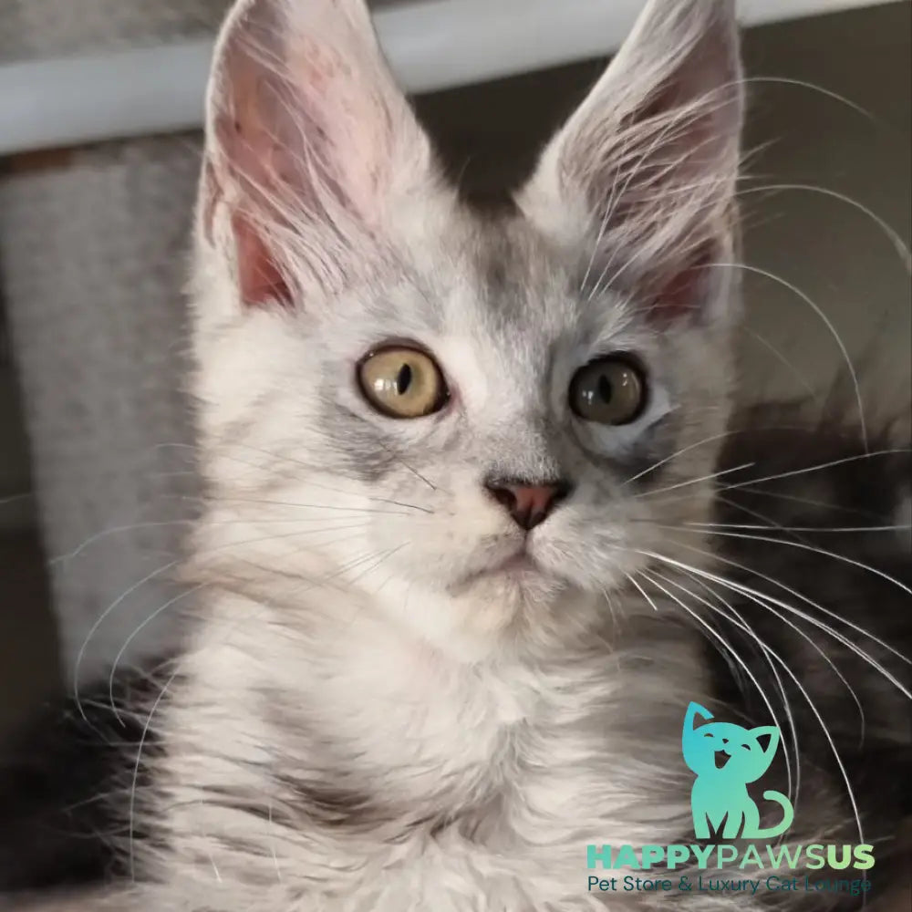 Elisa Maine Coon female black silver tabby - live animals