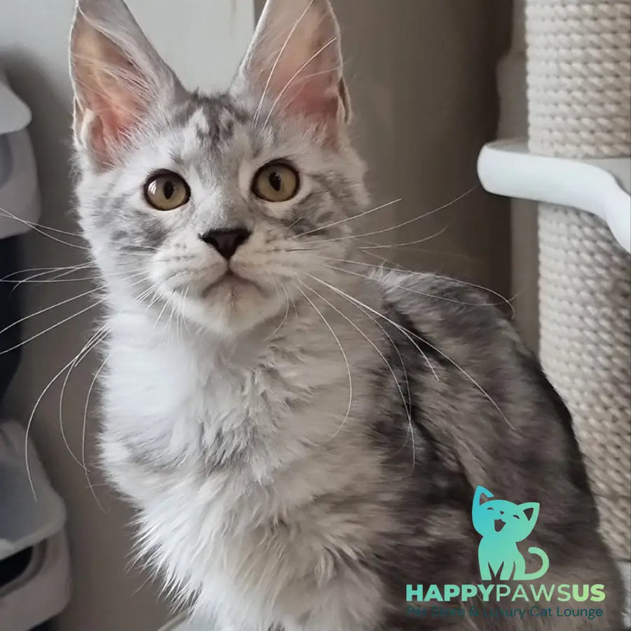 Elisa Maine Coon female black silver tabby - live animals