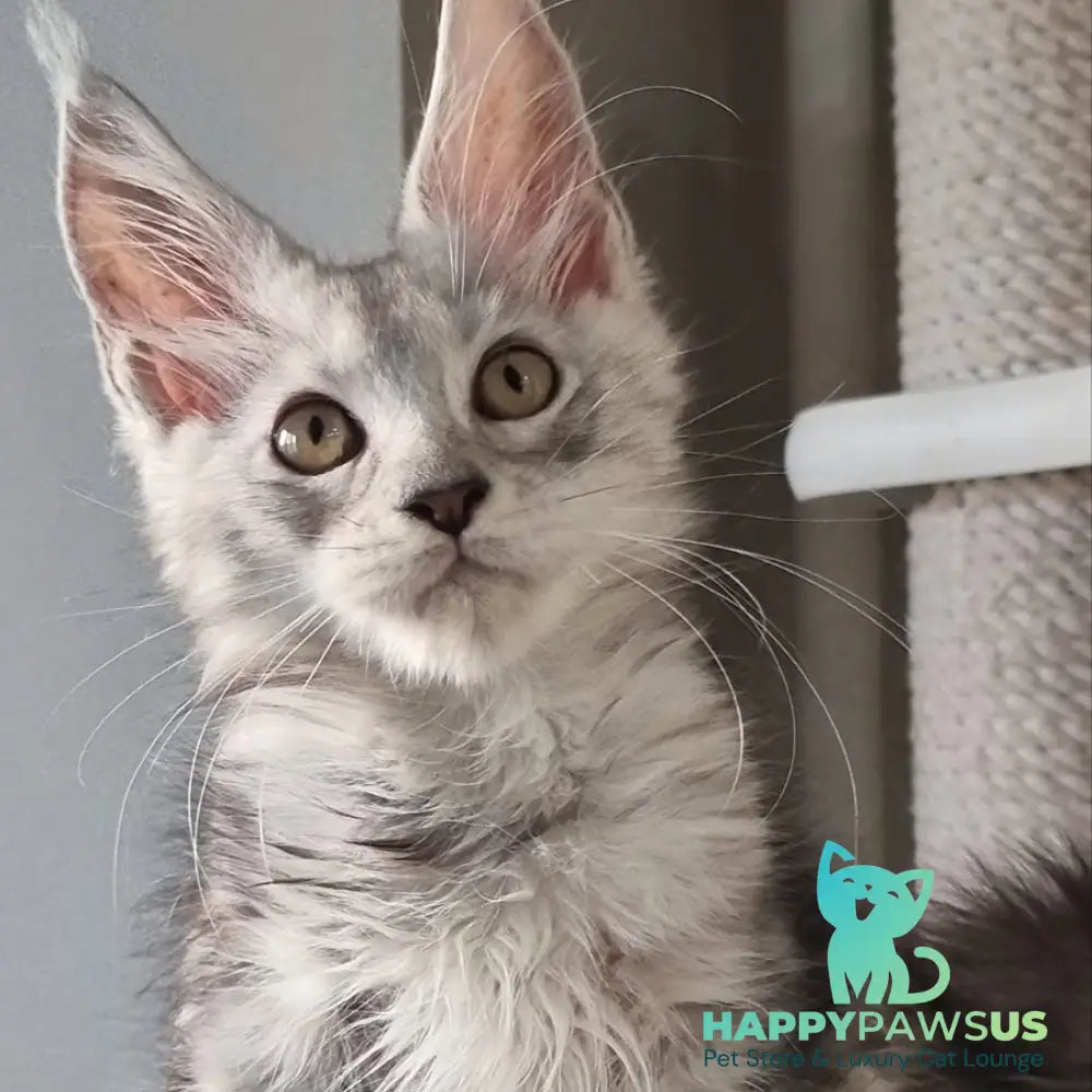 Elisa Maine Coon female black silver tabby - live animals