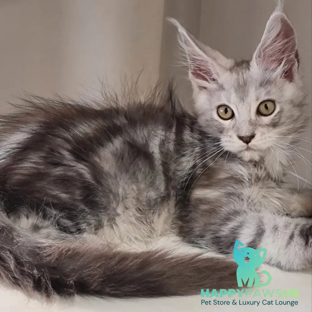 Elisa Maine Coon female black silver tabby - live animals