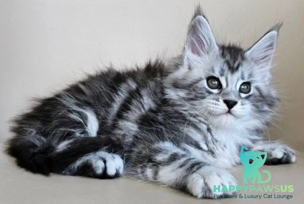 Elisaveta Maine Coon female black silver tabby - live animals
