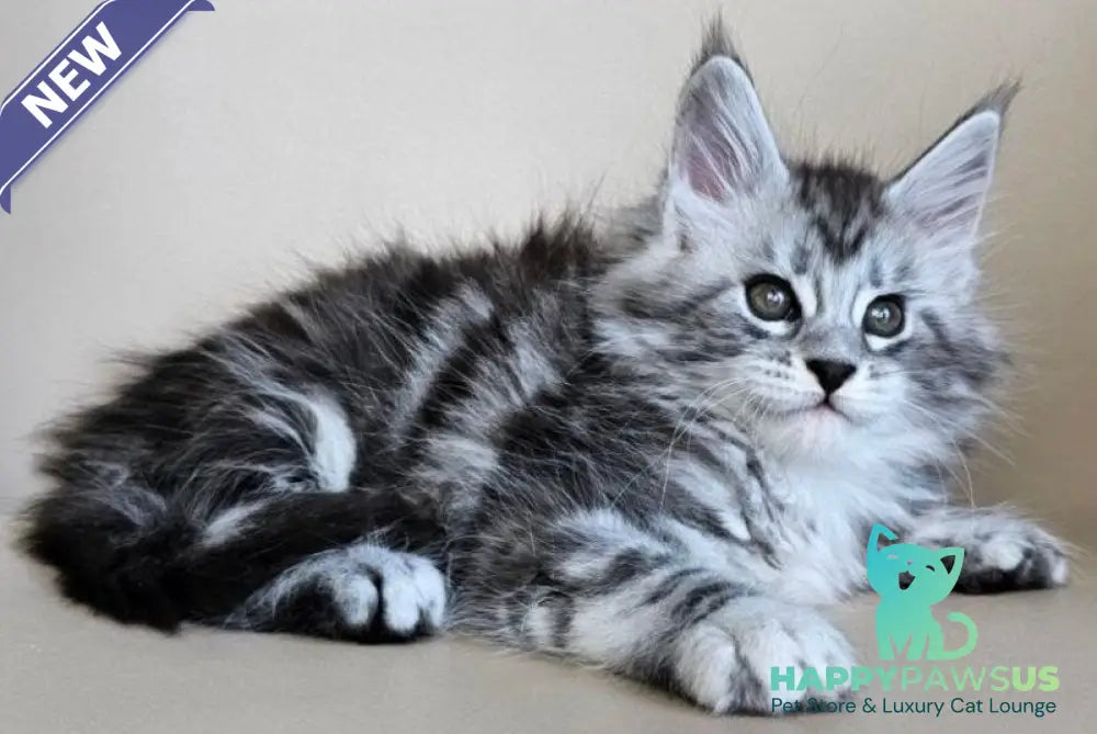 Elisaveta Maine Coon female black silver tabby - live animals