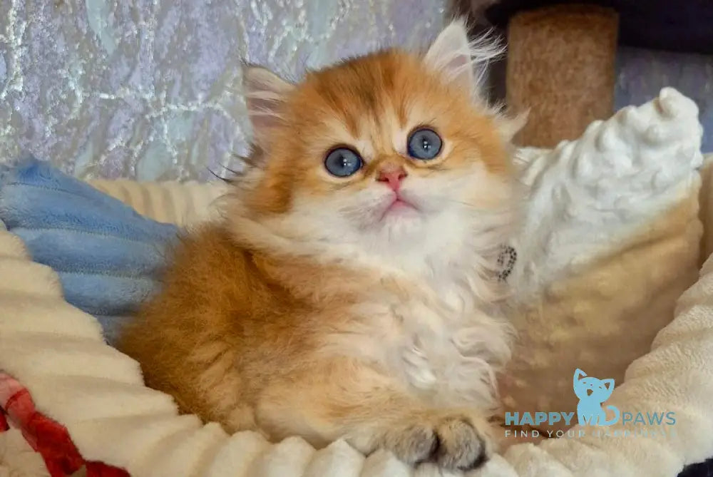 Elisey British Longhair male black golden shaded live animals