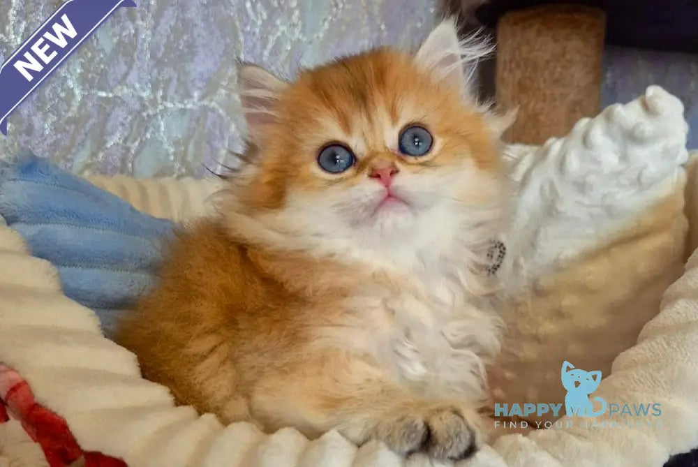 Elisey British Longhair male black golden shaded live animals