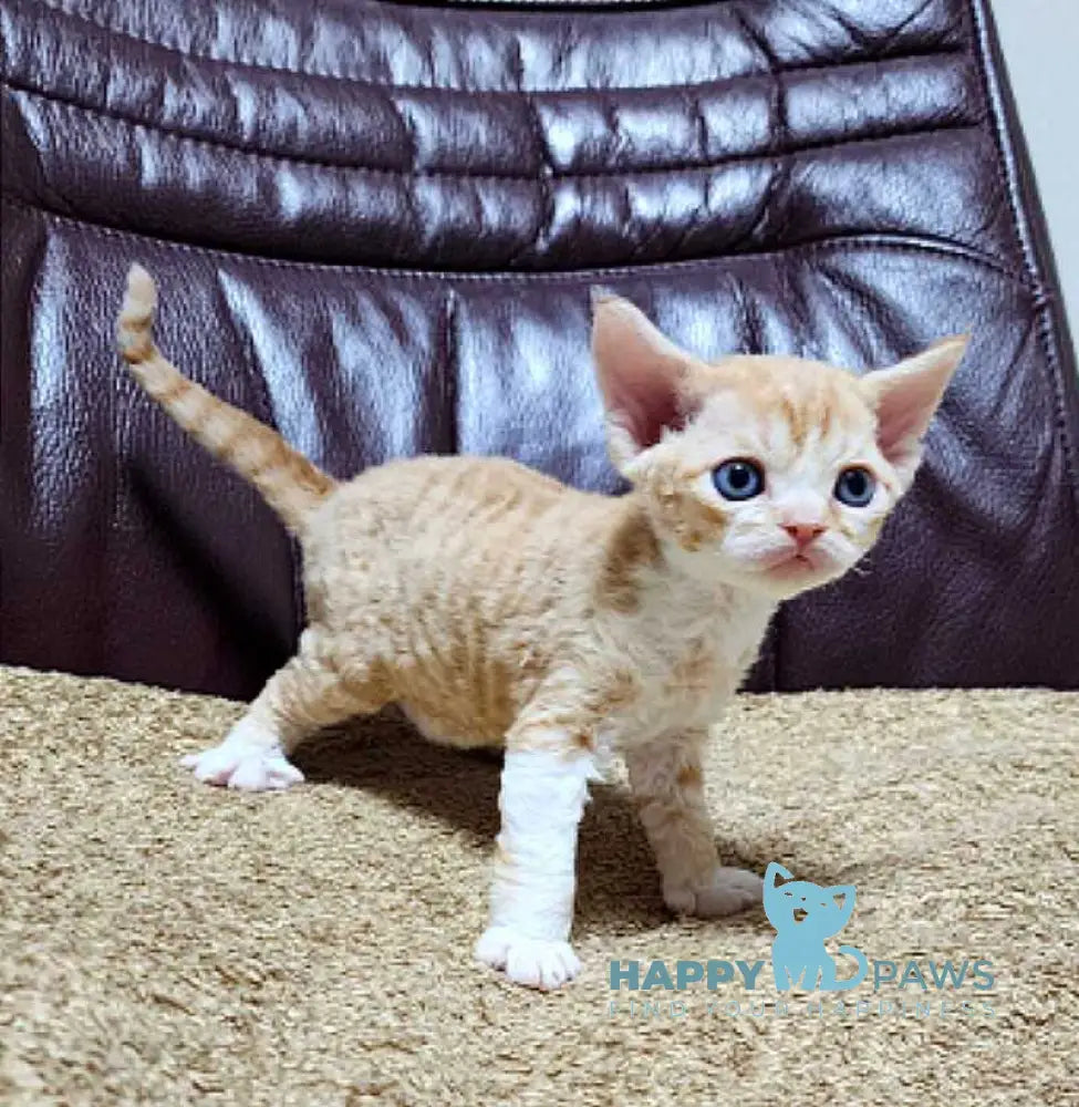 Elisey Devon Rex male cream spotted tabby bicolour live animals