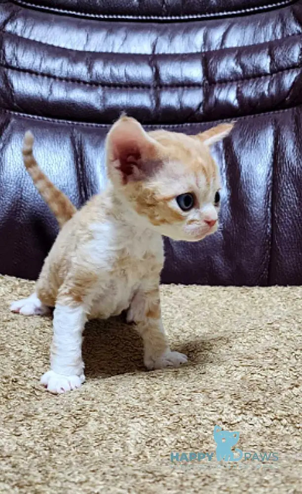 Elisey Devon Rex male cream spotted tabby bicolour live animals