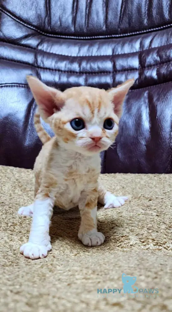 Elisey Devon Rex male cream spotted tabby bicolour live animals