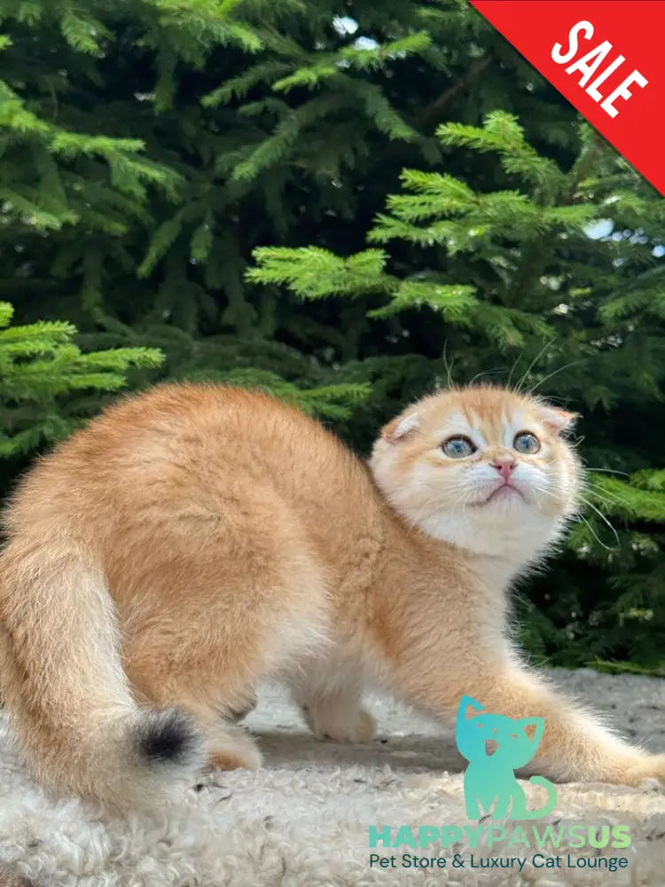 Elisey Scottish Fold male black golden chinchilla - live animals