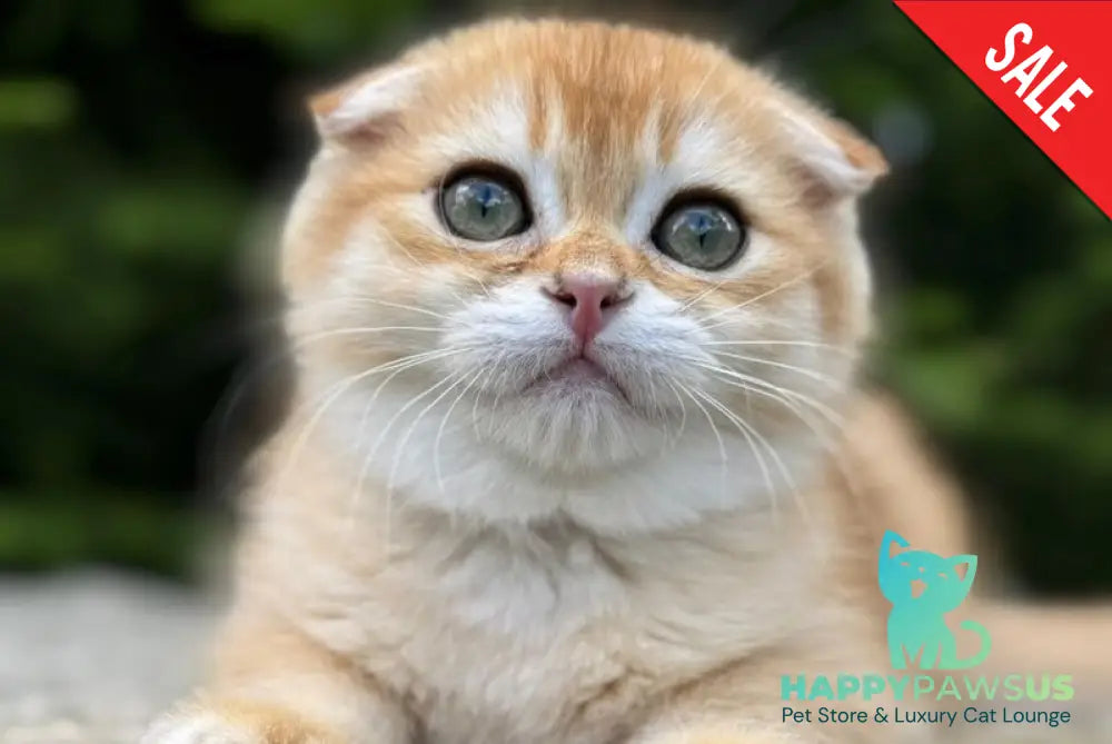 Elisey Scottish Fold male black golden chinchilla - live animals