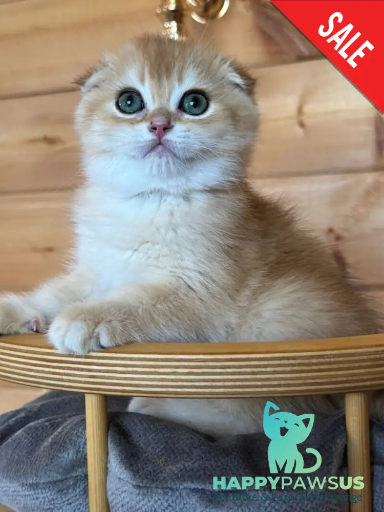 Elisey Scottish Fold male black golden chinchilla - live animals