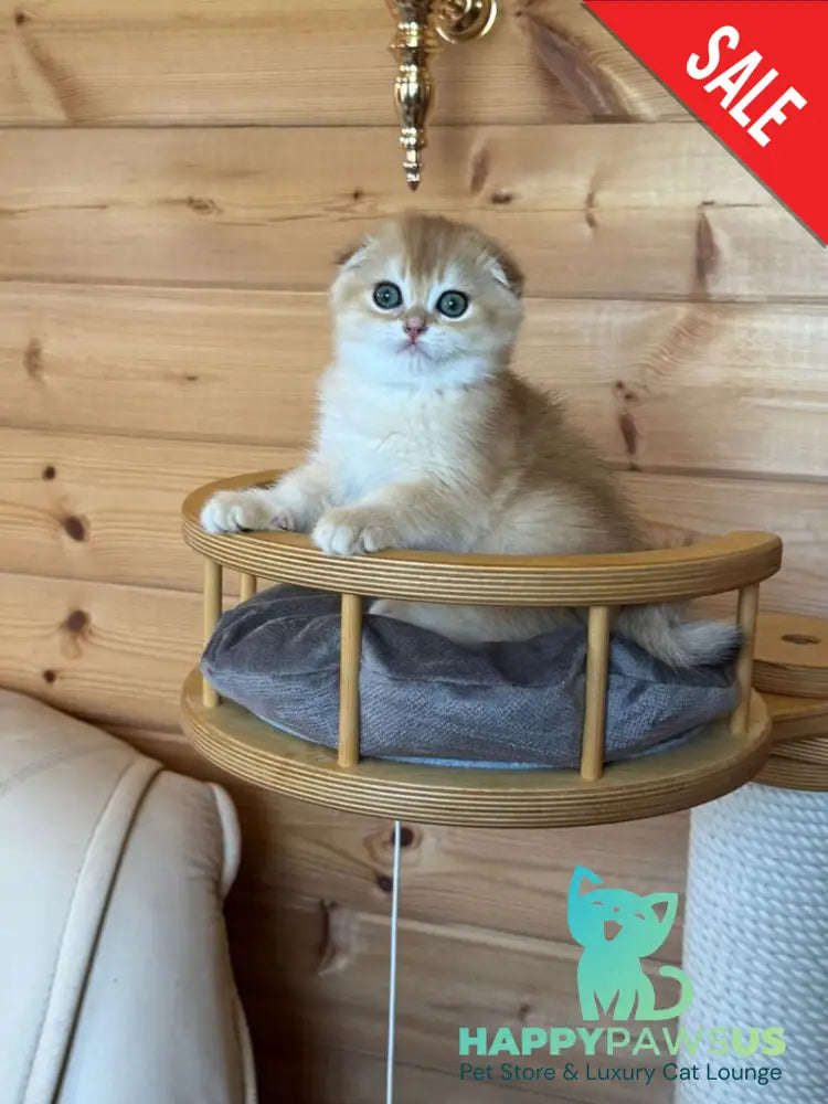 Elisey Scottish Fold male black golden chinchilla - live animals