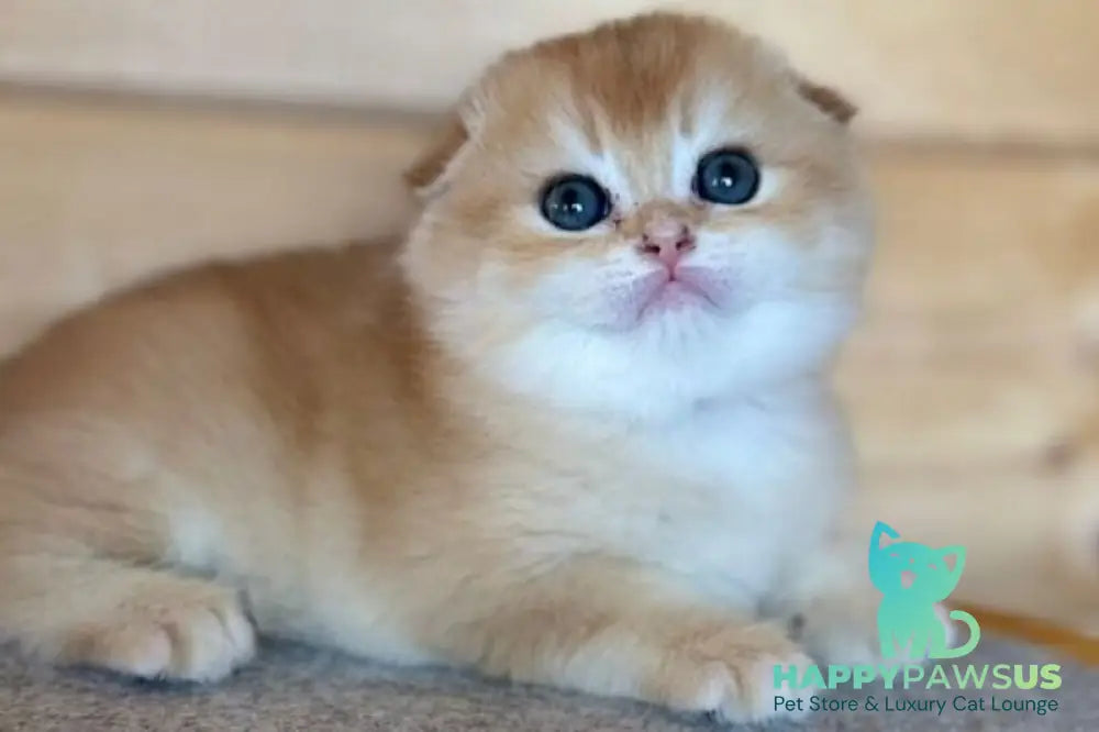Elisey Scottish Fold male black golden chinchilla - live animals