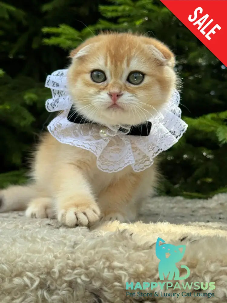 Elisey Scottish Fold male black golden chinchilla - live animals