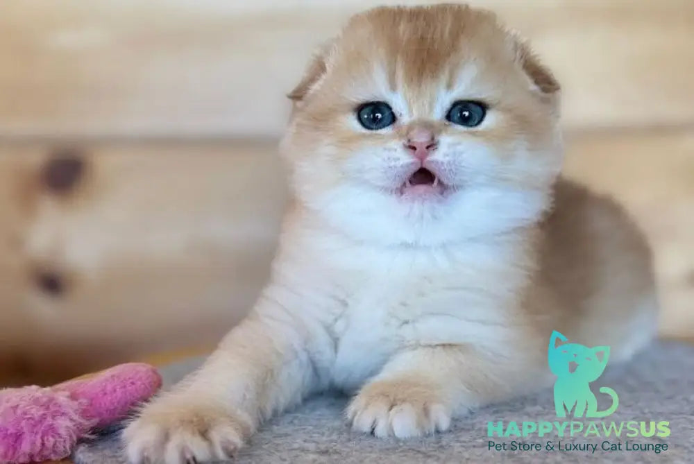 Elisey Scottish Fold male black golden chinchilla - live animals