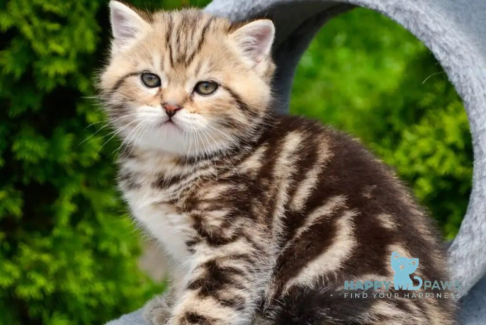 Elisey Scottish Straight male black tabby - live animals