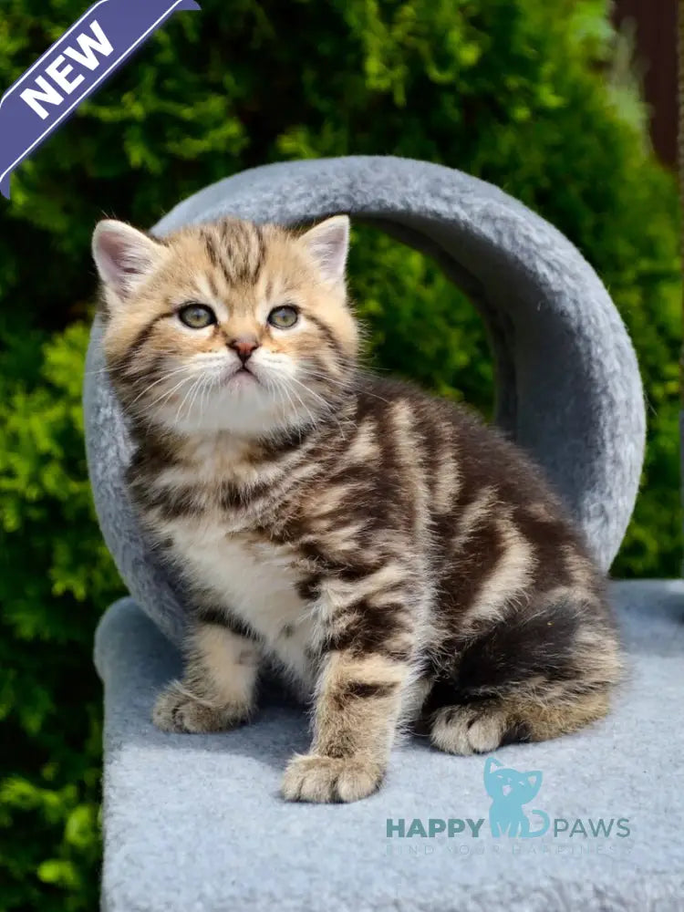 Elisey Scottish Straight male black tabby - live animals