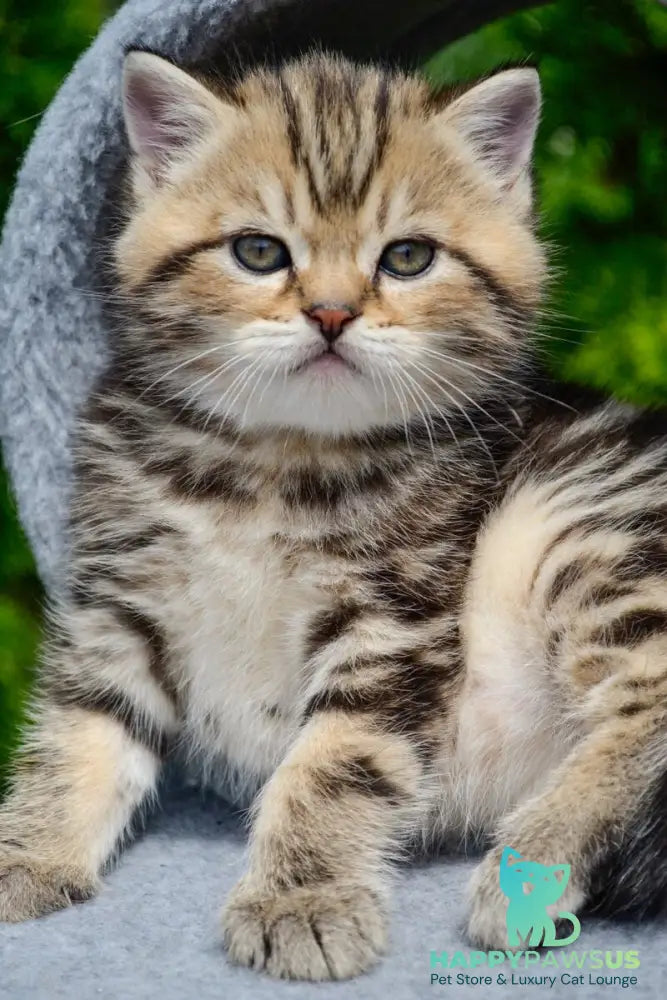 Elisey Scottish Straight male black tabby - live animals