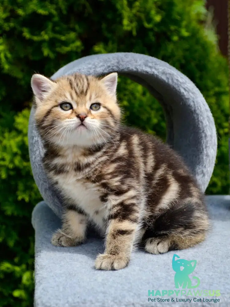 Elisey Scottish Straight male black tabby - live animals