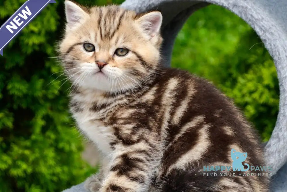 Elisey Scottish Straight male black tabby - live animals