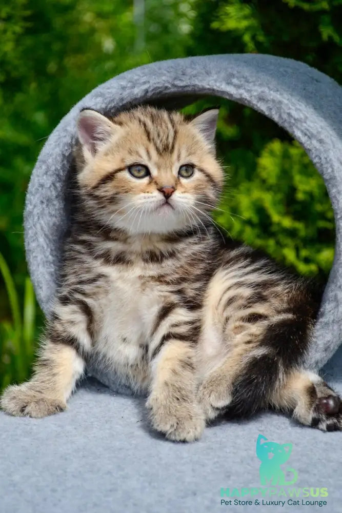 Elisey Scottish Straight male black tabby - live animals