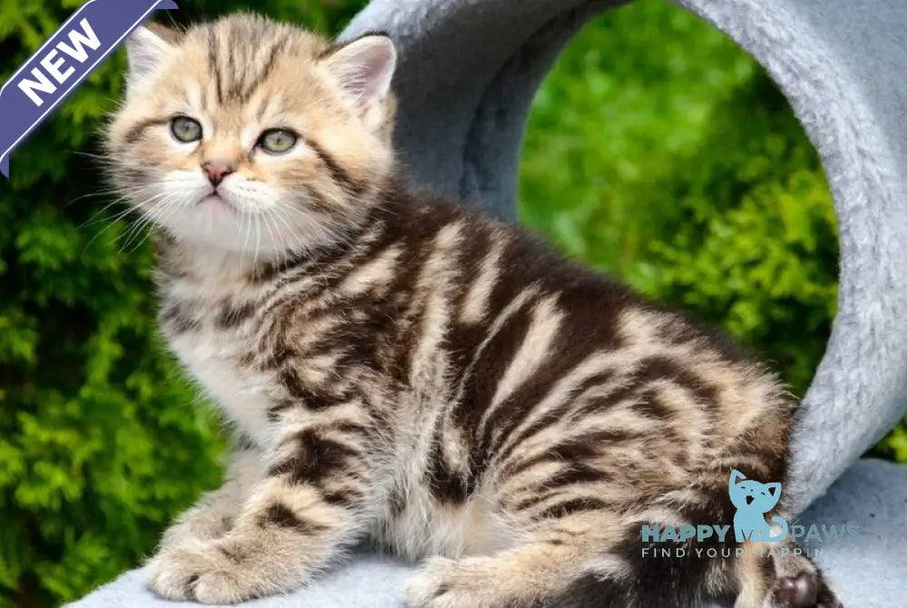 Elisey Scottish Straight male black tabby - live animals