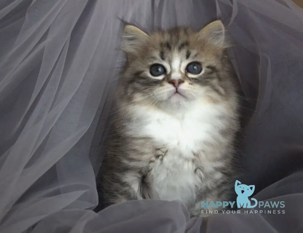 Elisey Siberian male black with white spotted tabby - live animals