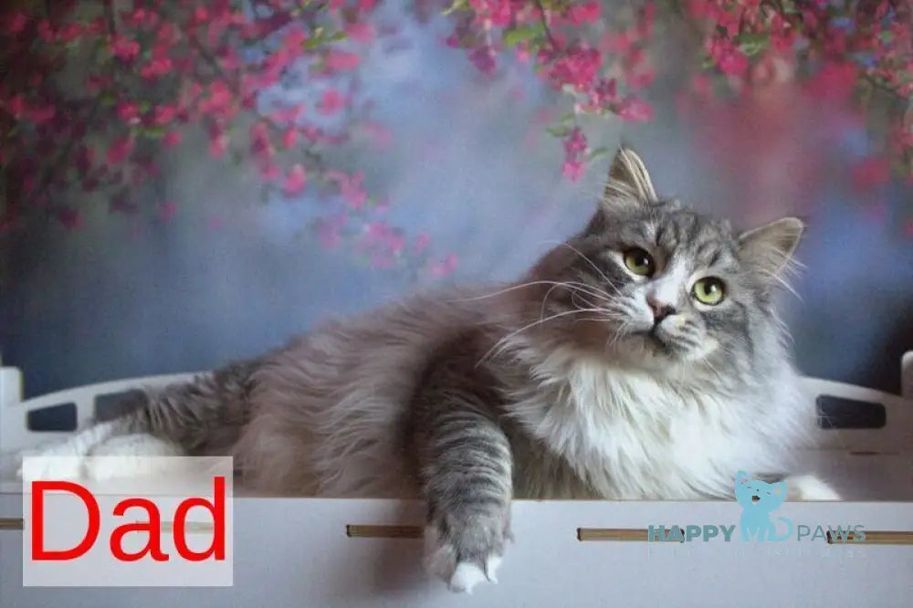 Elisey Siberian male black with white spotted tabby - live animals