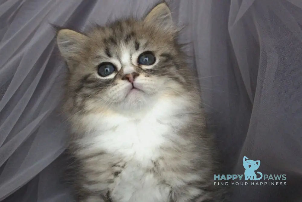Elisey Siberian male black with white spotted tabby - live animals