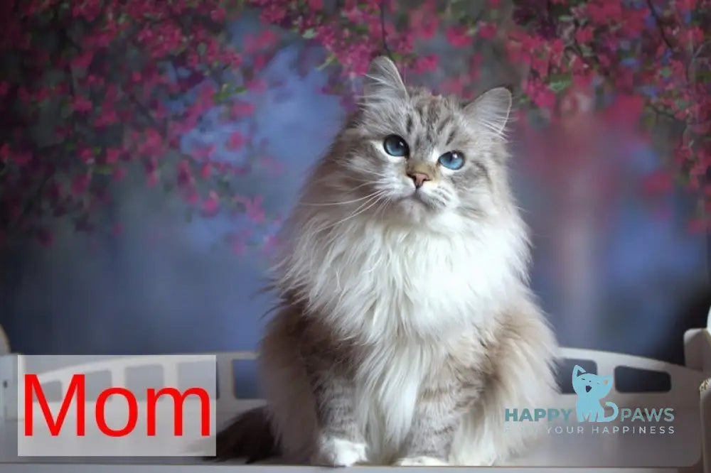 Elisey Siberian male black with white spotted tabby - live animals
