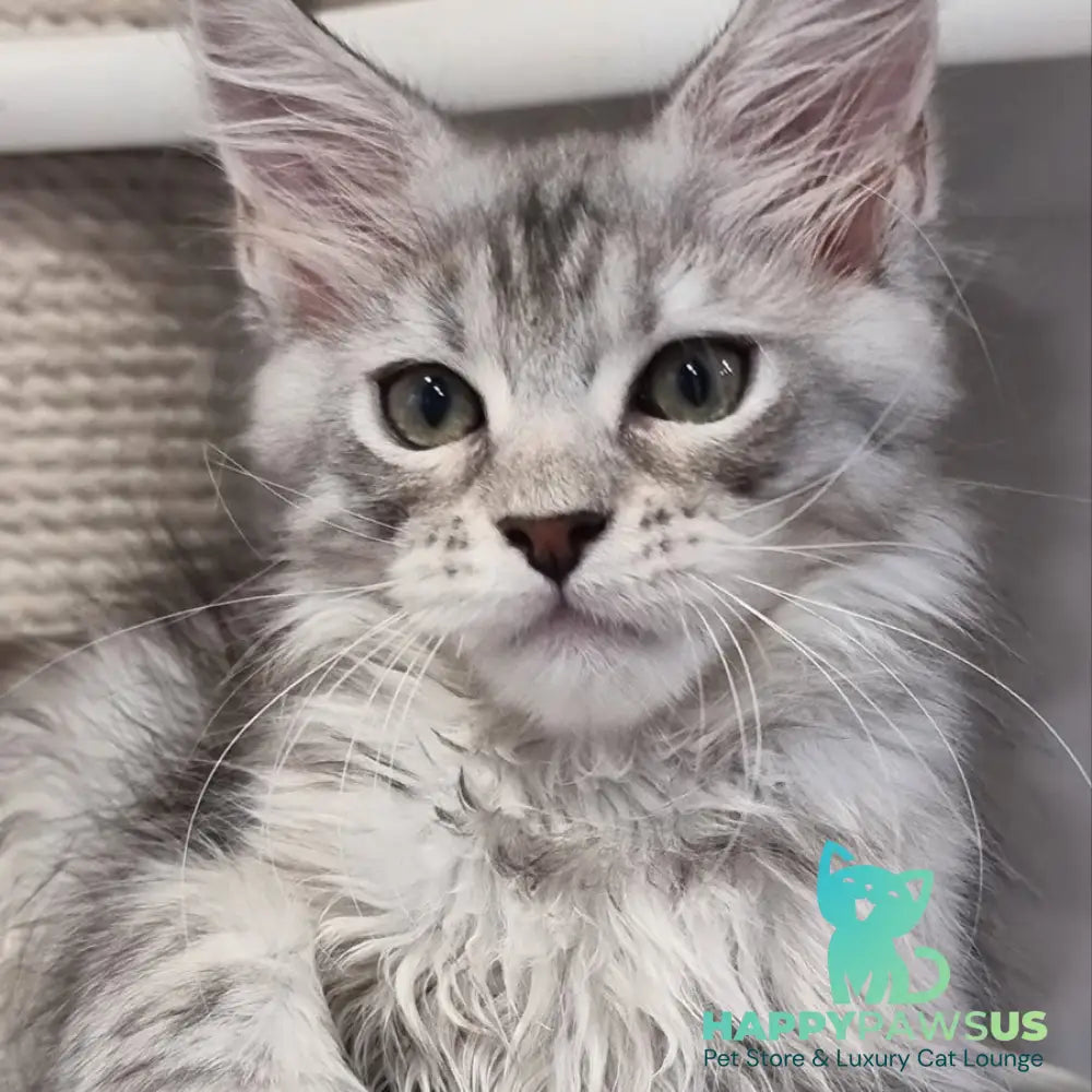 Elit Maine Coon male black silver spotted tabby - live animals