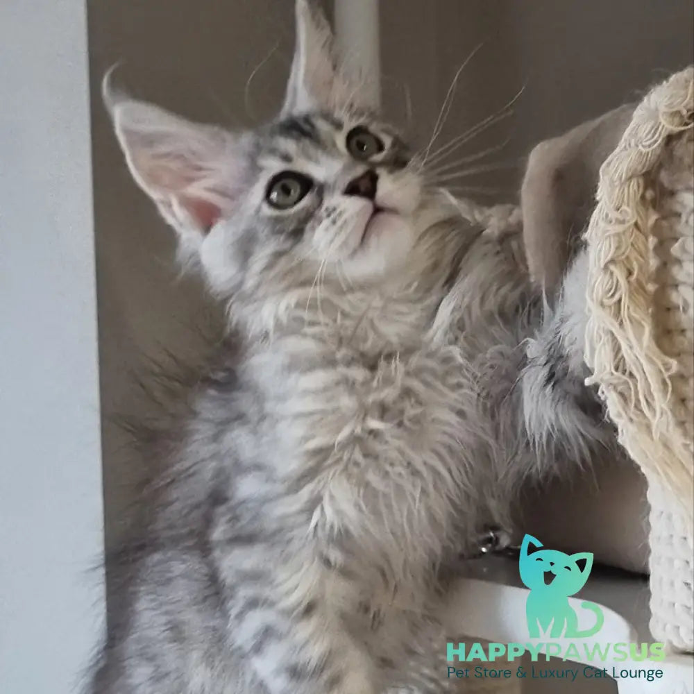 Elit Maine Coon male black silver spotted tabby - live animals