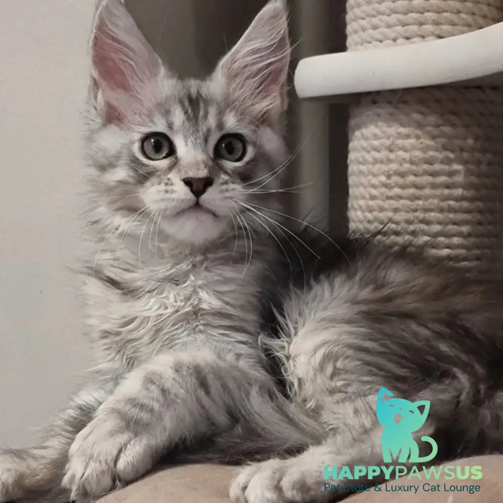 Elit Maine Coon male black silver spotted tabby - live animals