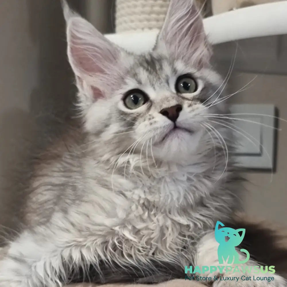 Elit Maine Coon male black silver spotted tabby - live animals