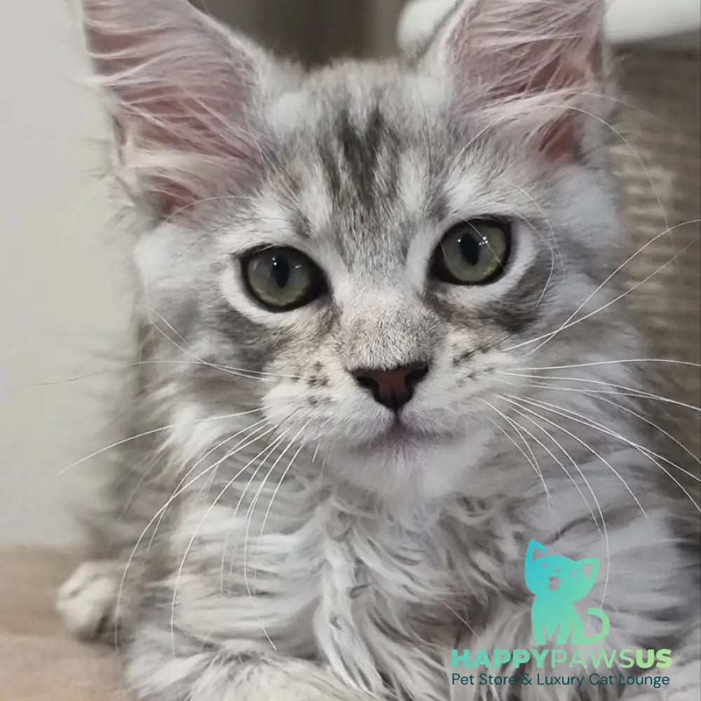 Elit Maine Coon male black silver spotted tabby - live animals