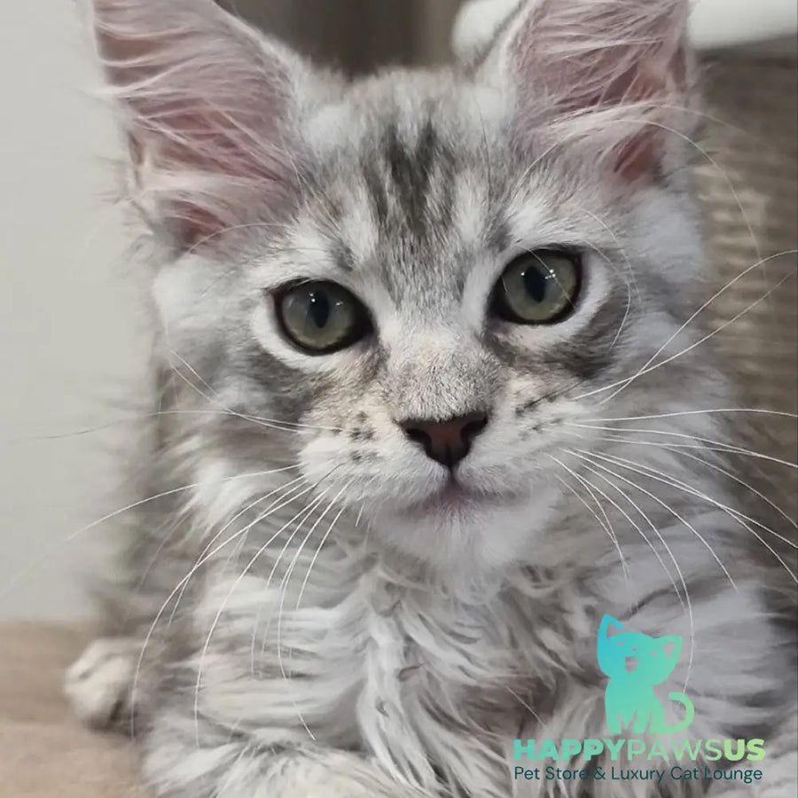 Elit Maine Coon male black silver spotted tabby - live animals