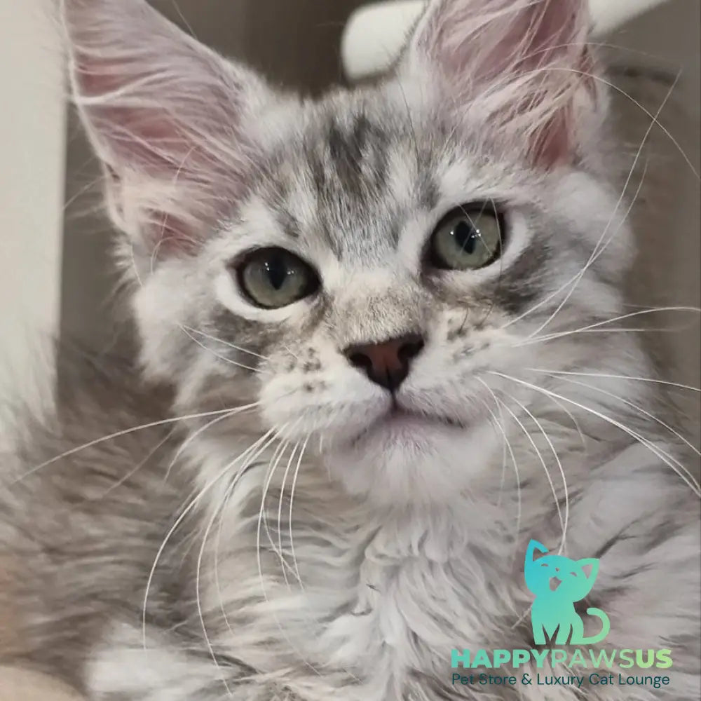 Elit Maine Coon male black silver spotted tabby - live animals