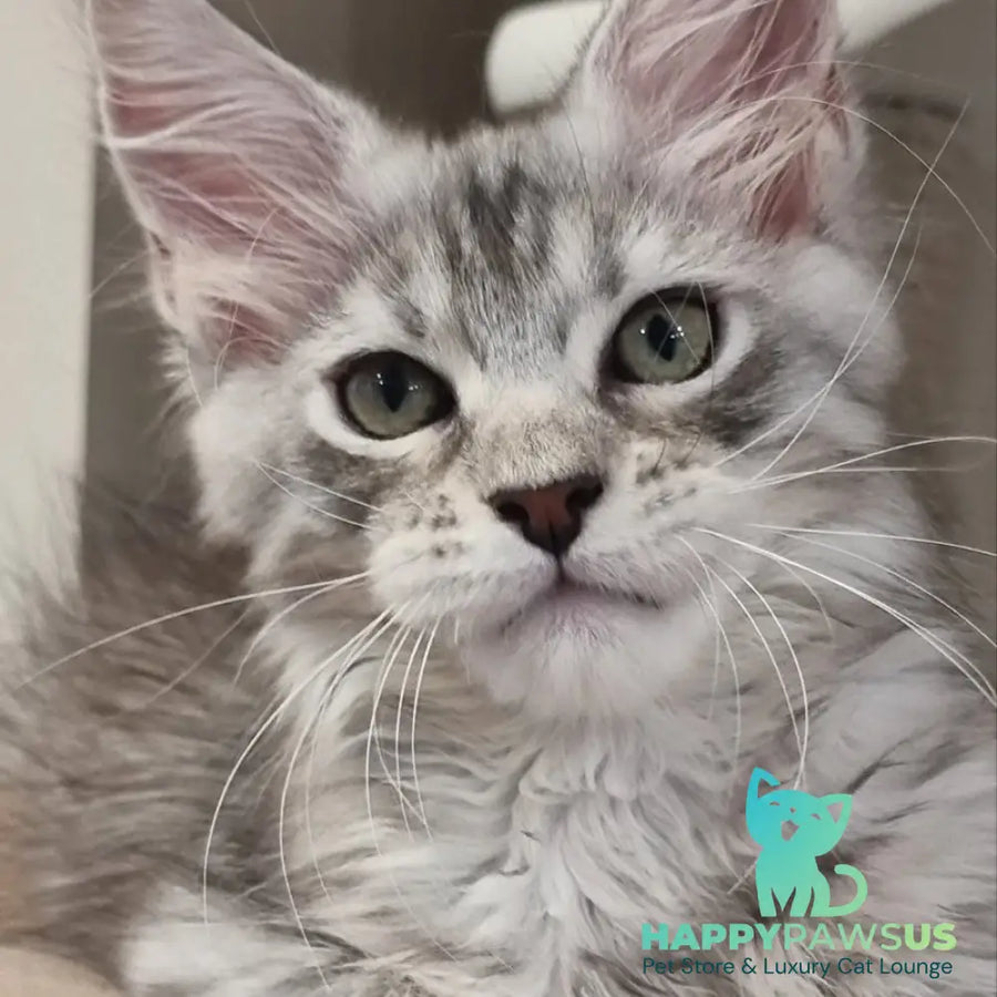 Elit Maine Coon male black silver spotted tabby - live animals