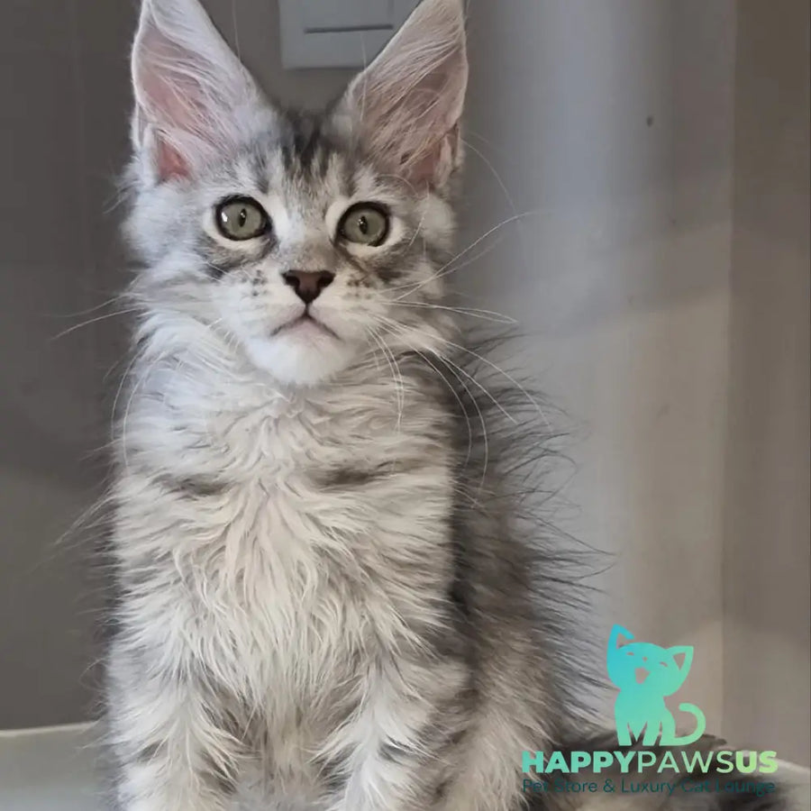 Elit Maine Coon male black silver spotted tabby - live animals