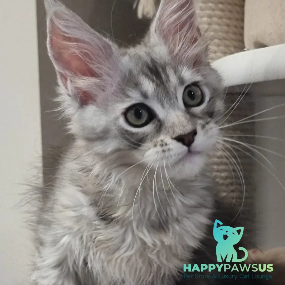 Elit Maine Coon male black silver spotted tabby - live animals