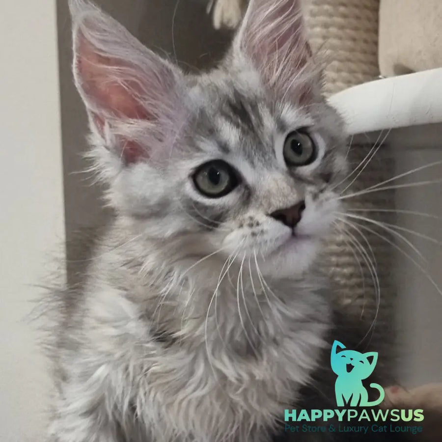 Elit Maine Coon male black silver spotted tabby - live animals