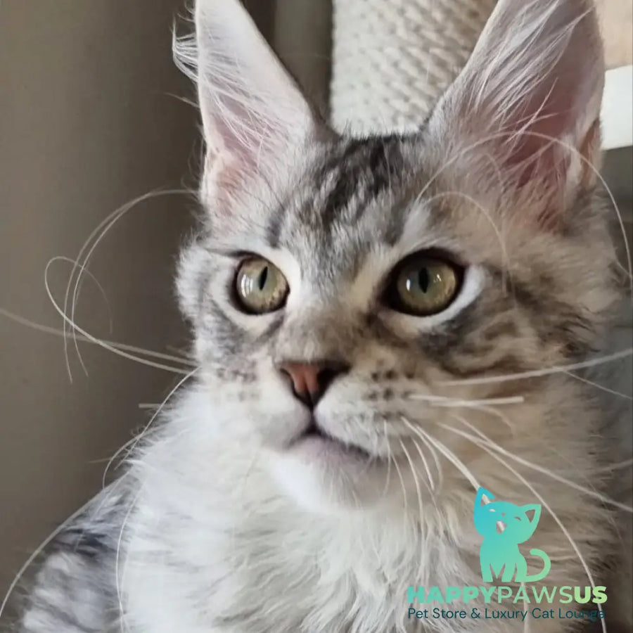 Elit Maine Coon male black silver spotted tabby - live animals
