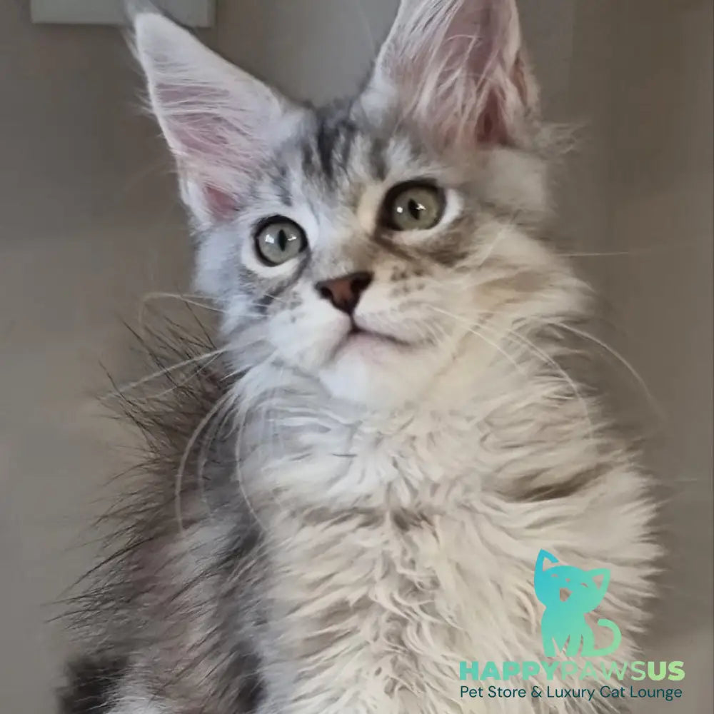 Elit Maine Coon male black silver spotted tabby - live animals