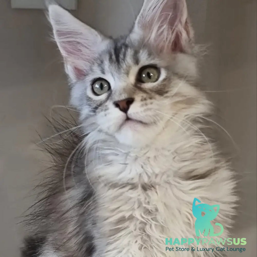 Elit Maine Coon male black silver spotted tabby - live animals