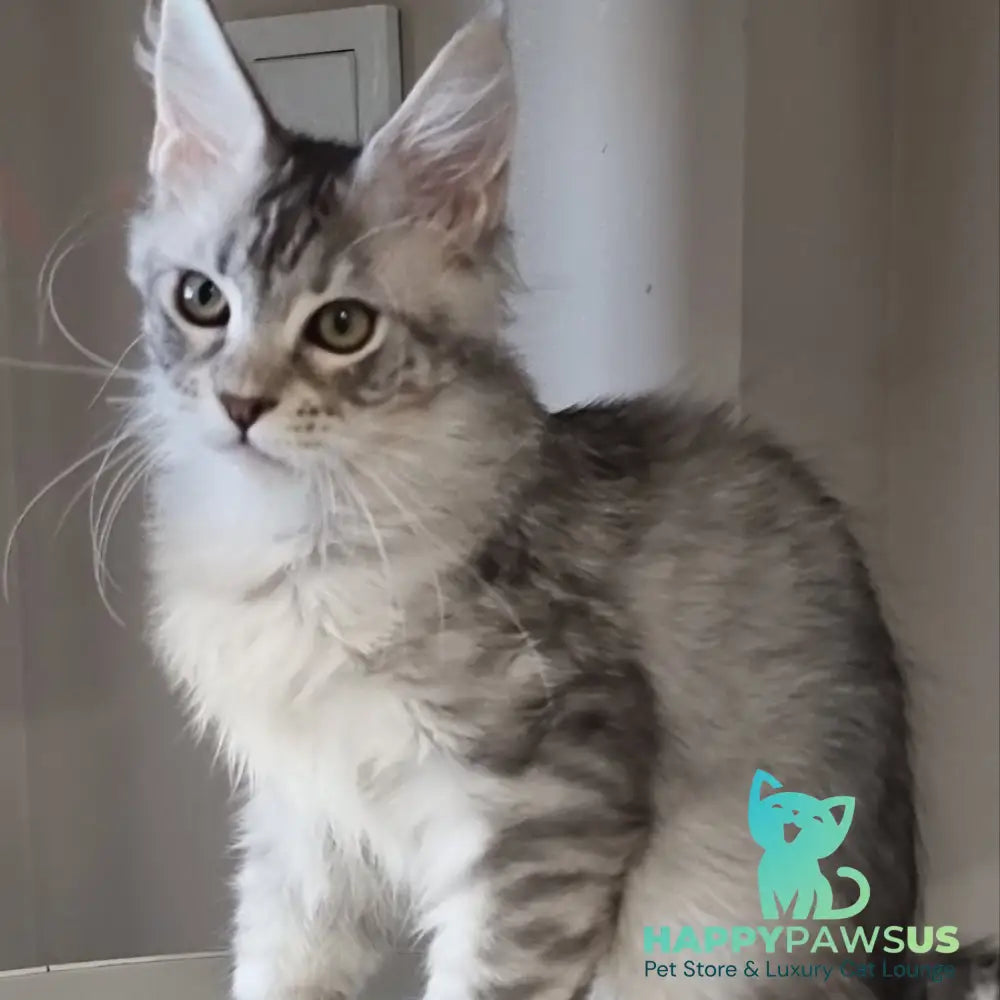 Elit Maine Coon male black silver spotted tabby - live animals